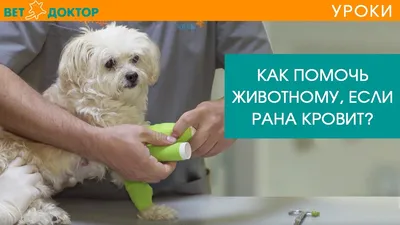 Одежда для собак, костюм для восстановления абдоминальной раны после  операции, одежда с длинным рукавом, послеоперационные рубашки, боди с  изображением собаки Пижама | AliExpress