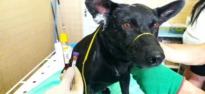 В Ревде неравнодушные люди забрали у хозяев собаку, в шею которой врос  строгий ошейник — Ревда-инфо.ру