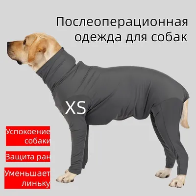 В Роспотребнадзоре подсчитали число пострадавших от укусов животных россиян  - ТАСС