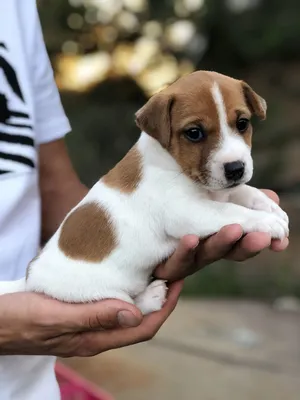 Джек рассел терьер🐕: купить щенка в Москве, цена - питомник «Суперминики»