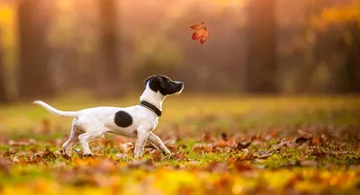 Собака джек рассел терьер. Stock Photo | Adobe Stock