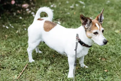 Пропала собака породы Джек Рассел терьер в Саратове | Pet911.ru