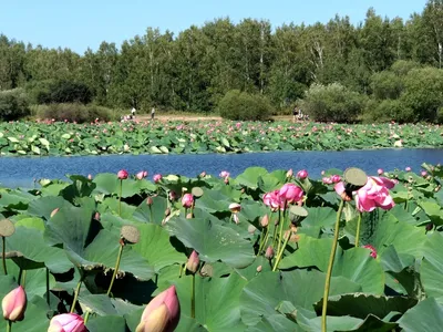 На набережной Хабаровска высадят больше 20 тысяч цветов | 07.04.2022 |  Хабаровск - БезФормата