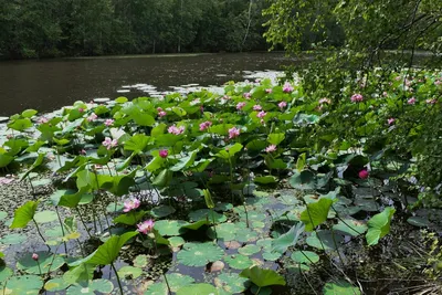 Солнечные подснежники распустились в Хабаровском крае (ФОТО) — Новости  Хабаровска