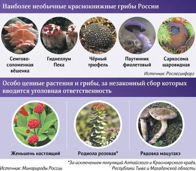 На юге Красноярского края разом зацвели все сибирские орхидеи из «Красной  книги» - KP.RU