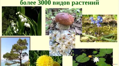 Про растения из Красной книги Красноярского края - online presentation