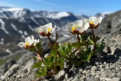 Trollius europaeus - Купальница европейская. Флора Мурманской области