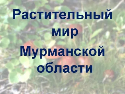 Набор игральных карт с изображением сосудистых растений, встречающихся в Мурманской  области - Полярно-альпийский ботанический сад-институт им. Н.А. Аврорина