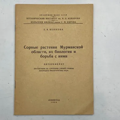 северные цветы в деревне Териберка в Мурманской области. красота северной  природы за пределами арктического круга. Стоковое Фото - изображение  насчитывающей северно, трава: 234581046