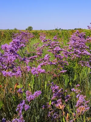 Веро́ника (лат. Verónica) — род цветковых растений семейства Подорожниковые  (Plantaginaceae). Дикорастущая флора Новосибирской области. | Сибирь в  объективе. Евгений Мухортов | Дзен