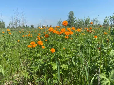 Поселок Краснообск Новосибирской области второй год борется с борщевиком