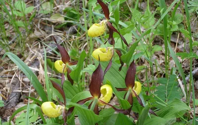 Веро́ника (лат. Verónica) — род цветковых растений семейства Подорожниковые  (Plantaginaceae). Дикорастущая флора Новосибирской области. | Сибирь в  объективе. Евгений Мухортов | Дзен