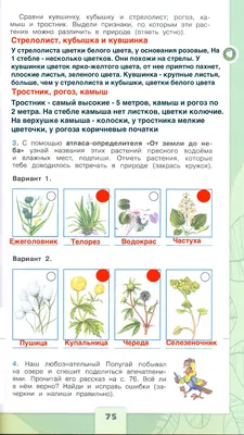 Растения пресного водоема - презентация онлайн