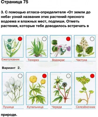 Гдз по окружающему миру 4 класс рабочая тетрадь а.а плешков е.а.крючкова |  Природа, Мир, Домашнее задание