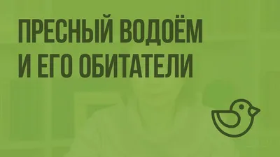 Презентация на тему: \"Жизнь пресного водоема. Поверхность водоема покрыта  маленькими зелеными листочками. Это растение ряска.\". Скачать бесплатно и  без регистрации.