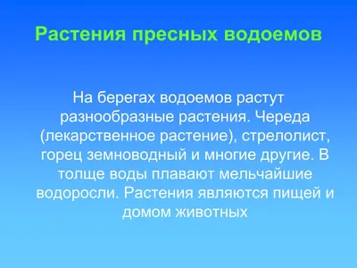 Растения Для Пруда. Водные Растения. Садовый Пруд на Даче