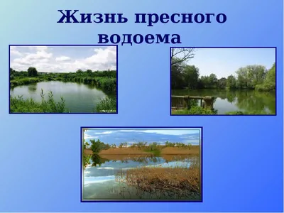 Презентация \"Жизнь пресного водоема\" (4 класс) по окружающему миру –  скачать проект