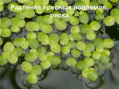 Растения пресного водоема - фото и картинки: 59 штук