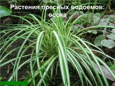 Водные растения, растения для водоемов: фото и названия - GreenInfo.ru