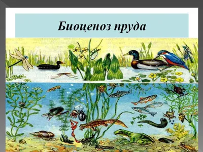 Презентация и урок по окружающему миру \"Жизнь в пресных водах\" (4 класс)