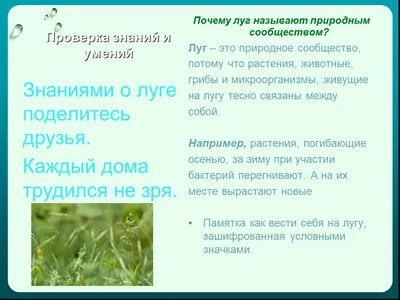 Презентация на тему: \"Жизнь пресного водоема. Поверхность водоема покрыта  маленькими зелеными листочками. Это растение ряска.\". Скачать бесплатно и  без регистрации.