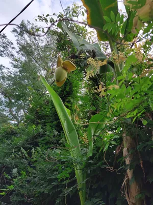 Эта Бругмансия растет в Сочи. Brugmansia. | Растения, Вид, Сочи