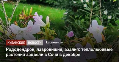 В Сочи впервые осенью зацвела магнолия Делавея - Новости Сочи