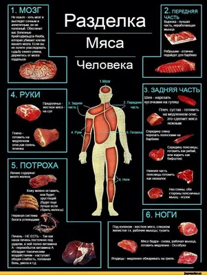 Античная Старая Французская Гравировка Иллюстрация Раздел Мяса Говядины Ox  — стоковая векторная графика и другие изображения на тему Говядина - iStock