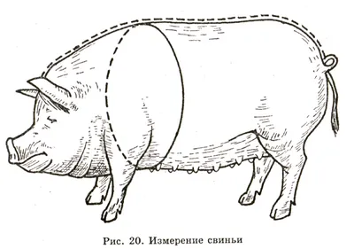 Год в режиме санкций – как мы живем без импортного мяса? - Мясоконсервный  завод фирма АРГО