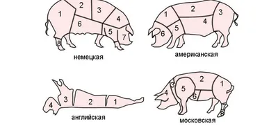 Рисунки корова в разрезе на мясо (42 фото)