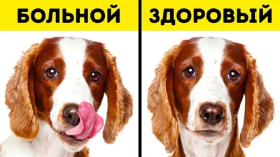 Пролежни у собак: лечение, симптомы и профилактика