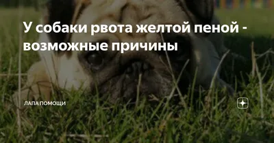 Фимоз и парафимоз у животных или проблемы, о которых не приятно говорить