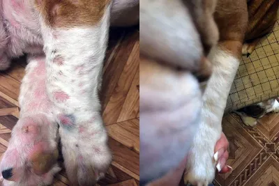 Дома ждут - Как проявляется аллергия у собак?🐕 Самое распространённое  проявление аллергии у собак – это всевозможные дерматологические нарушения:  высыпания, шелушение кожи, частичное или даже полное выпадение шерсти,  покраснения. Причём, чаще всего