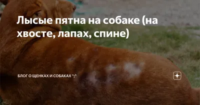 ДЕРМАТОЛОГИЧЕСКИЕ ЗАБОЛЕВАНИЯ СОБАК