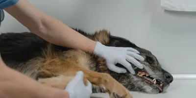 У собаки урчит в животе : проблема с ЖКТ ? | Pet Bistro