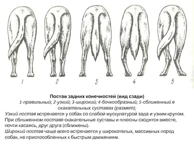 Слабая пясть, Размет, Распущенная лапа. Как исправить, а ещё лучше - как не  допустить? | Doberman - Den Smail Helga | Дзен