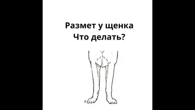 Как понять, есть ли у собаки размёт? Что такое размёт у щенка, как он  проявляется? - YouTube