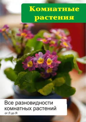 7 очень распространенных, но ядовитых комнатных растений. | Соседи по даче  | Дзен