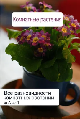 Виды комнатных папоротников и уход за ними | Цветочная поляна - Все про  цветы | Дзен