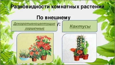 Каталог комнатных цветов, выращиваемых в домашних условиях, особенности  ухода и фотогалерея растений