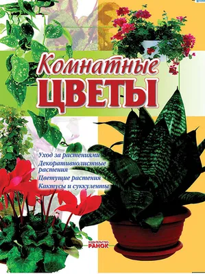 Все виды комнатных растений и цветов,в: Договорная ➤ Другие комнатные  растения | Бишкек | 72754498 ᐈ lalafo.kg