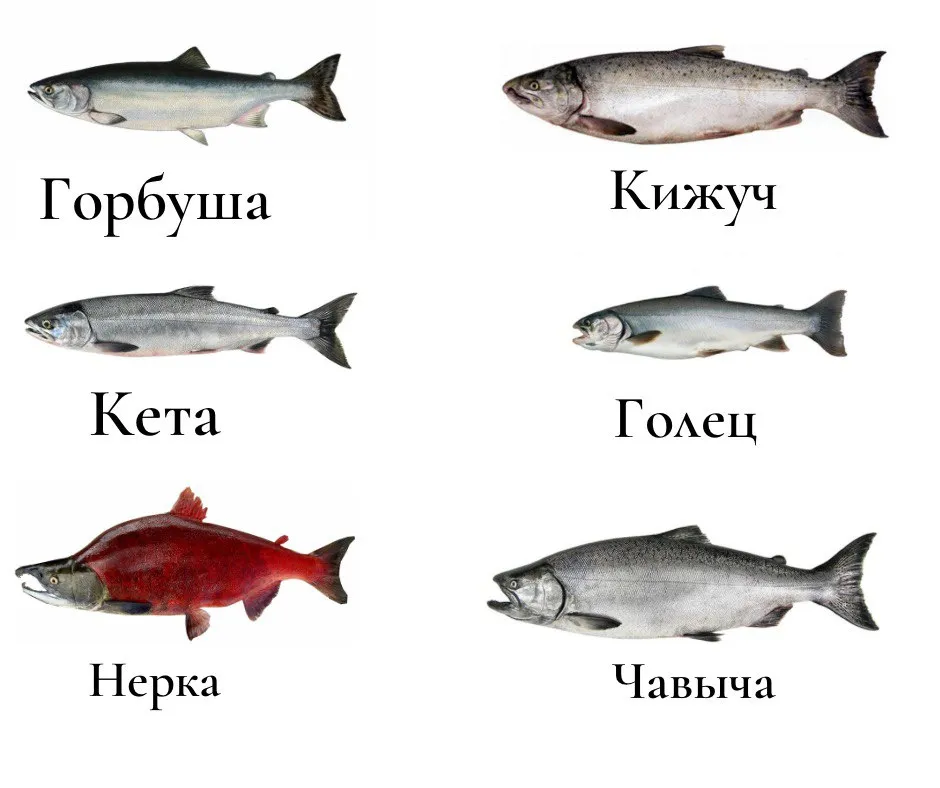 Породы красных рыб. Сорта красной рыбы. Красная рыба названия. Рыба красная разных видов. Красная рыба типа горбуши название.