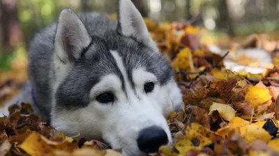 Лишай у собак - фото, чем лечить и как выглядит | Симптомы и виды лишая |  Pet-Yes