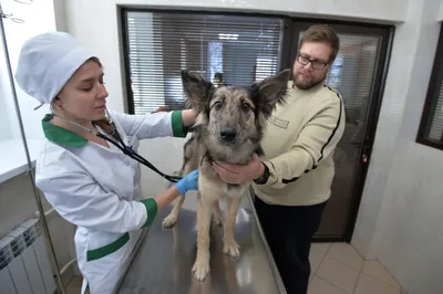 Наиболее распространенные заболевания кожи у кошек - Кожа вашей кошки -  Дуксо S3 RU