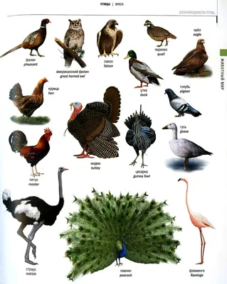 Визуальный русско-английский словарь - Птицы