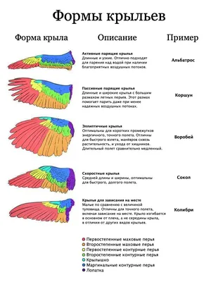 Различные виды птиц города иллюстрации вектора Иллюстрация вектора -  иллюстрации насчитывающей парк, птиц: 177795424