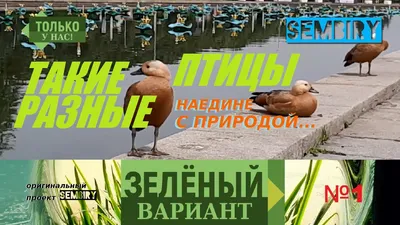 4 картинки: разные птицы на улице…» — создано в Шедевруме