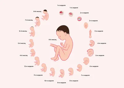 Развитие плода по неделям в 1 триместре беременности, изменения в организме  женщины