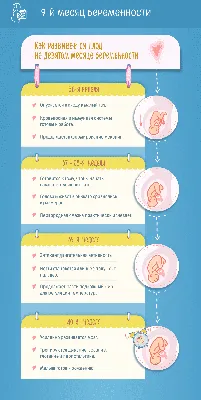 Школа «Легкие роды» | Развитие плода по неделям. | Дзен