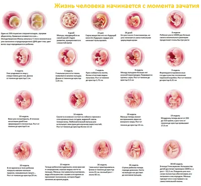 Информация о беременности | Городская поликлиника №3